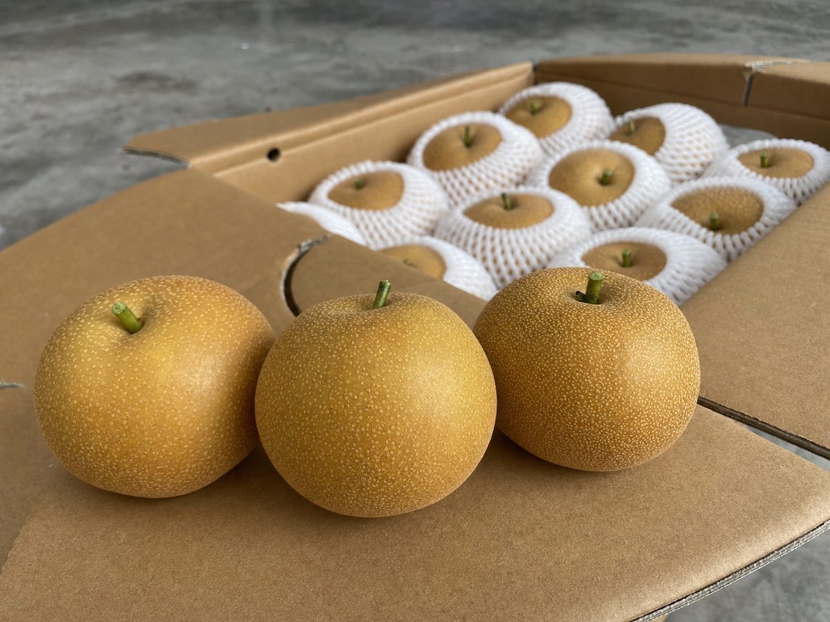 秋月梨出口大果型，黄褐果面，large size fresh Qiuyue pear, export grade Akizuki pear China 추월배