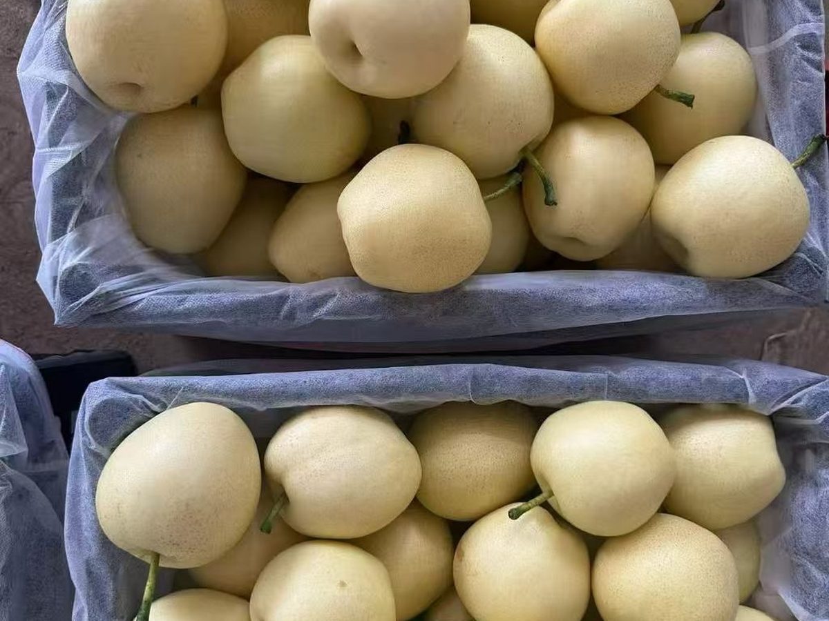 皇冠梨出口批发，金黄圆形果面光洁，sweet golden Asian pear, Crown Huangguan pear supplier China