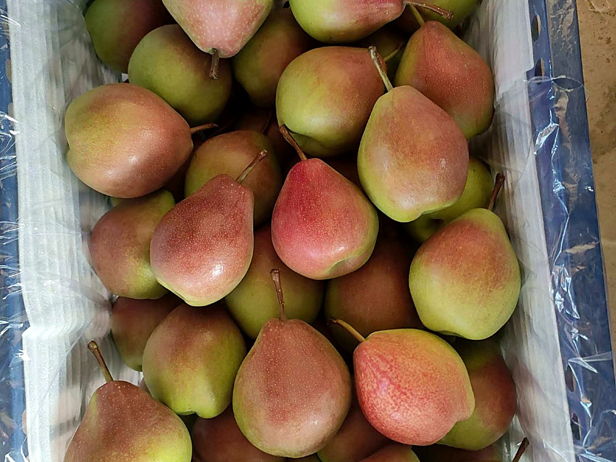 七月红梨早熟出口实拍，绿底带鲜红果晕，fresh pear new harvest, July Red early season pear China