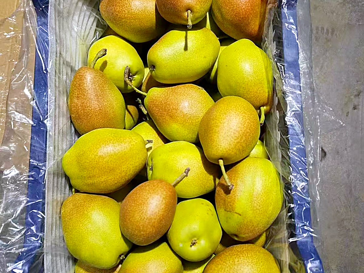 红香酥梨出口实拍，蓝色周转筐内衬保鲜膜，黄绿底带红晕，export grade fresh pear, Red Xiangsu pear supplier China