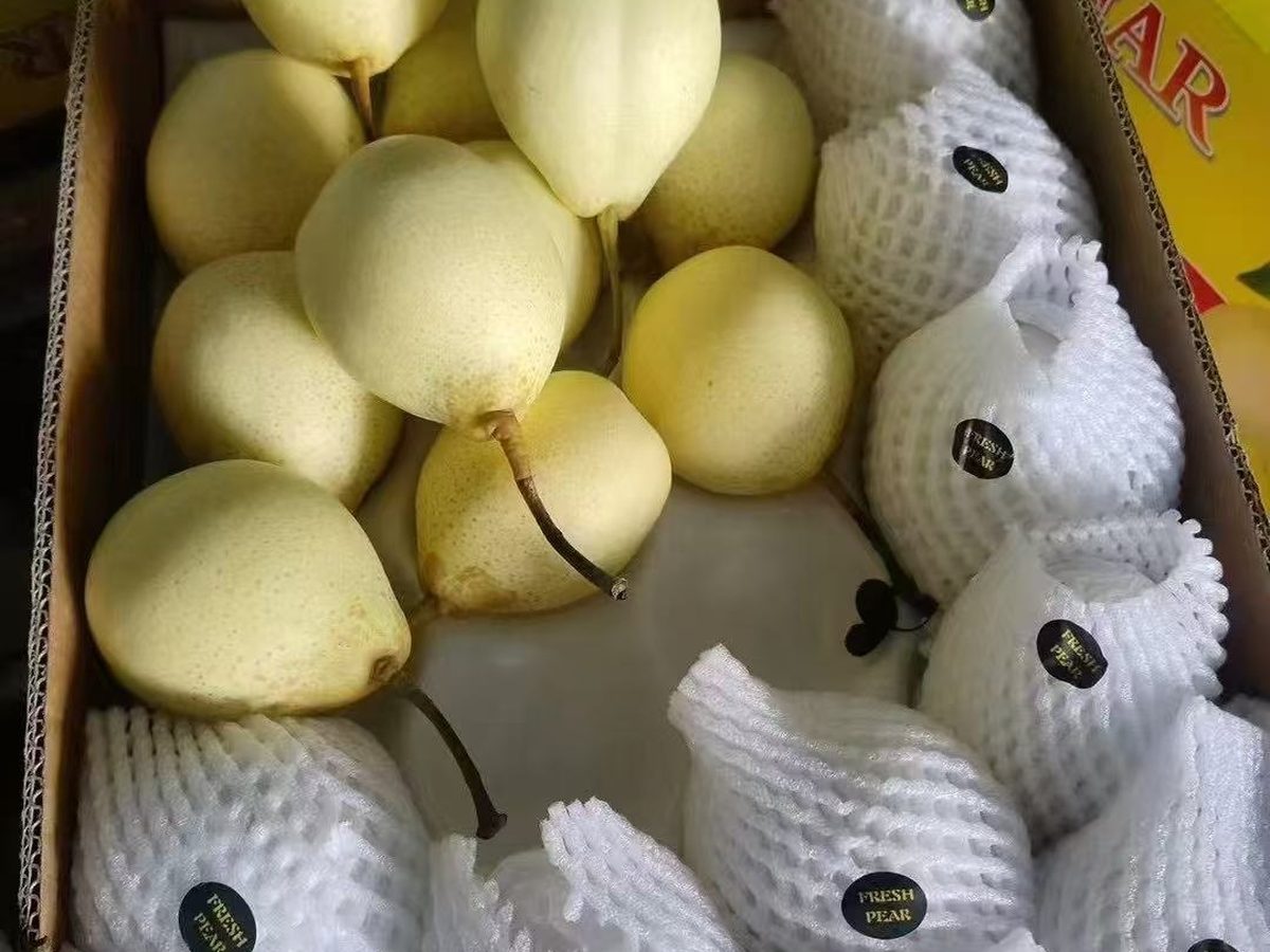 中国鸭梨出口批发，青黄果皮多汁，crisp juicy fresh Asian pear, Ya pear wholesale in bulk